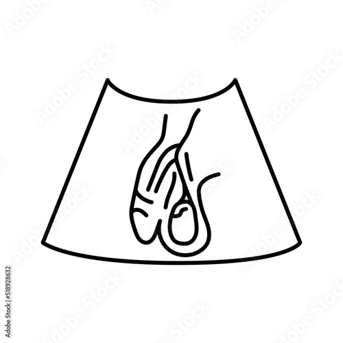 Ultrasound male reproductive system color line illustration