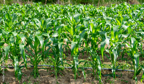 Corn field and green succulent leaves of young corn in field.