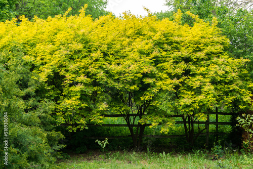 Fototapeta Naklejka Na Ścianę i Meble -  Elder tree with yellow-green leaves. Blurred focus