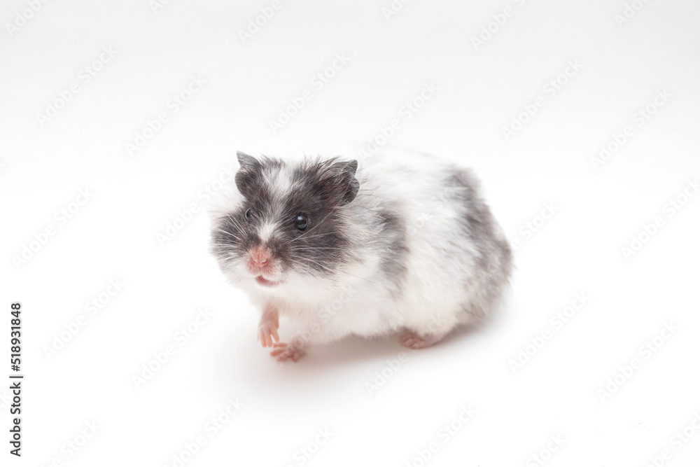 Hamster looking at the camera Hamster looking at the camera