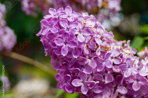 Close-up of purple lilac flowers. Selective focus