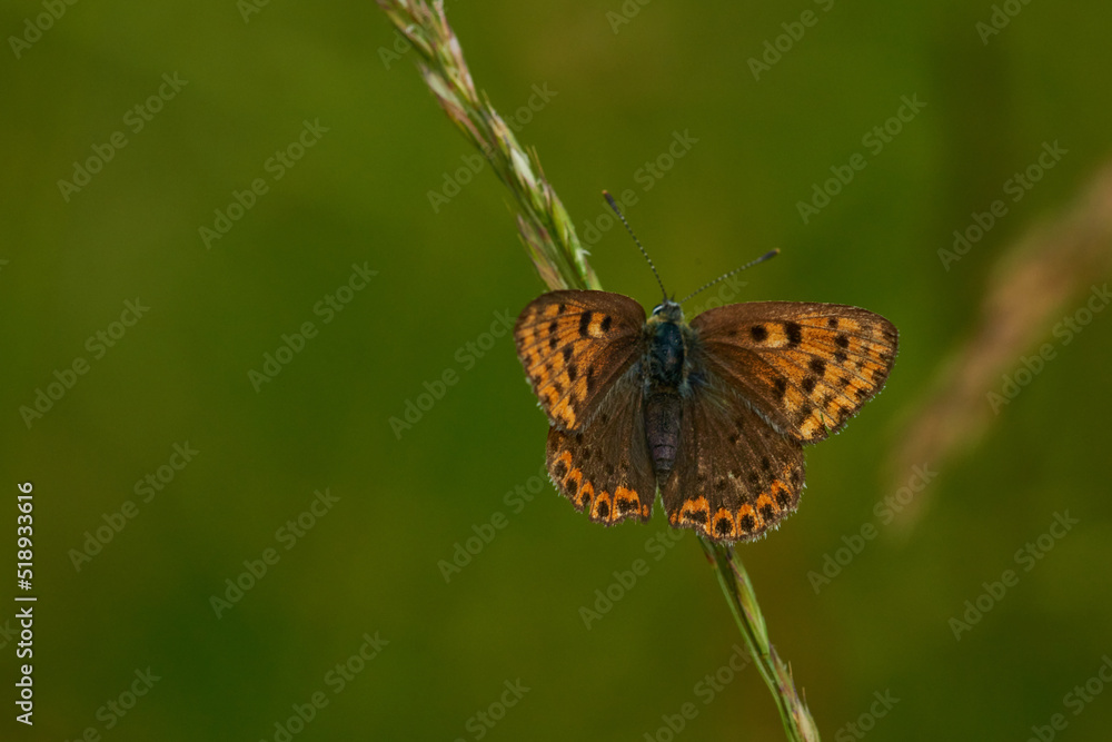 Brauner Feuerfalter (Lycaena tityrus) Weibchen Brauner Feuerfalter (Lycaena tityrus) Weibchen