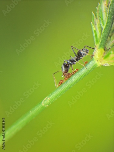 close-up of black ant farming aphids colony on grass Fototapet