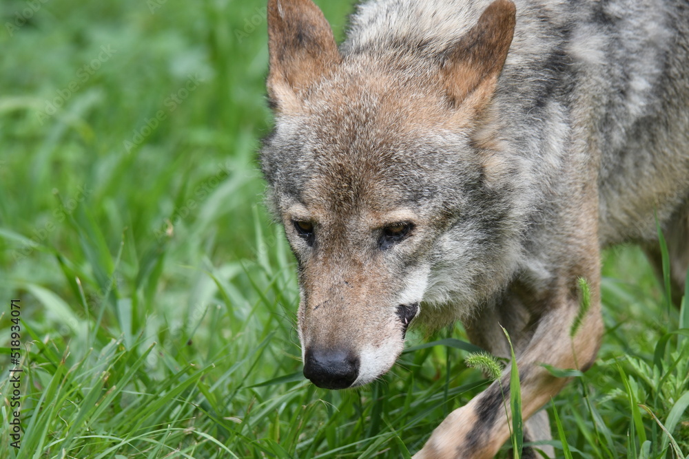 Obraz premium タイリクオオカミ