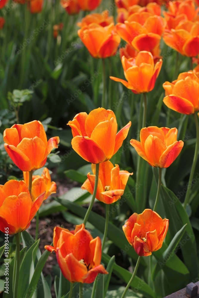 red and yellow tulips red and yellow tulips