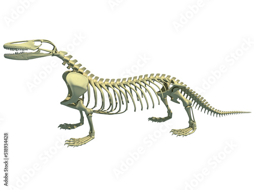 Komodo dragon skeleton anatomy 3D rendering