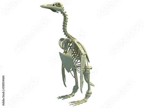 Penguin Skeleton anatomy 3D rendering