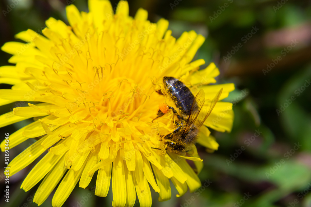 custom made wallpaper toronto digitalCloseup of the female of the Yellow-legged Mining Bee, Andrena flavipes on a yellow flower of dandelion , Taraxacum officinale
