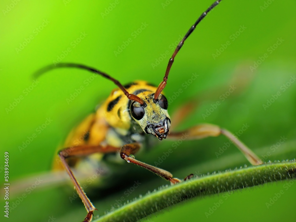 Fototapeta premium close-up of yellow beetle on leaf