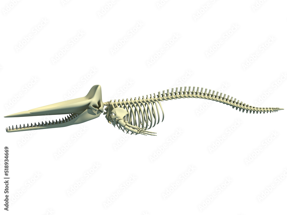 Sperm Whale Skeleton 3D rendering on white background Sperm Whale Skeleton 3D rendering on white background