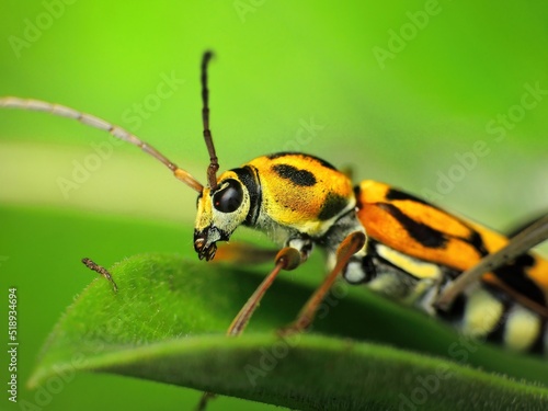 close-up of yellow beetle on leaf © Indra
