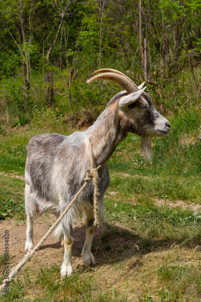A cute feeding goat in gray and orange color grazing in the meadow A cute feeding goat in gray and orange color grazing in the meadow
