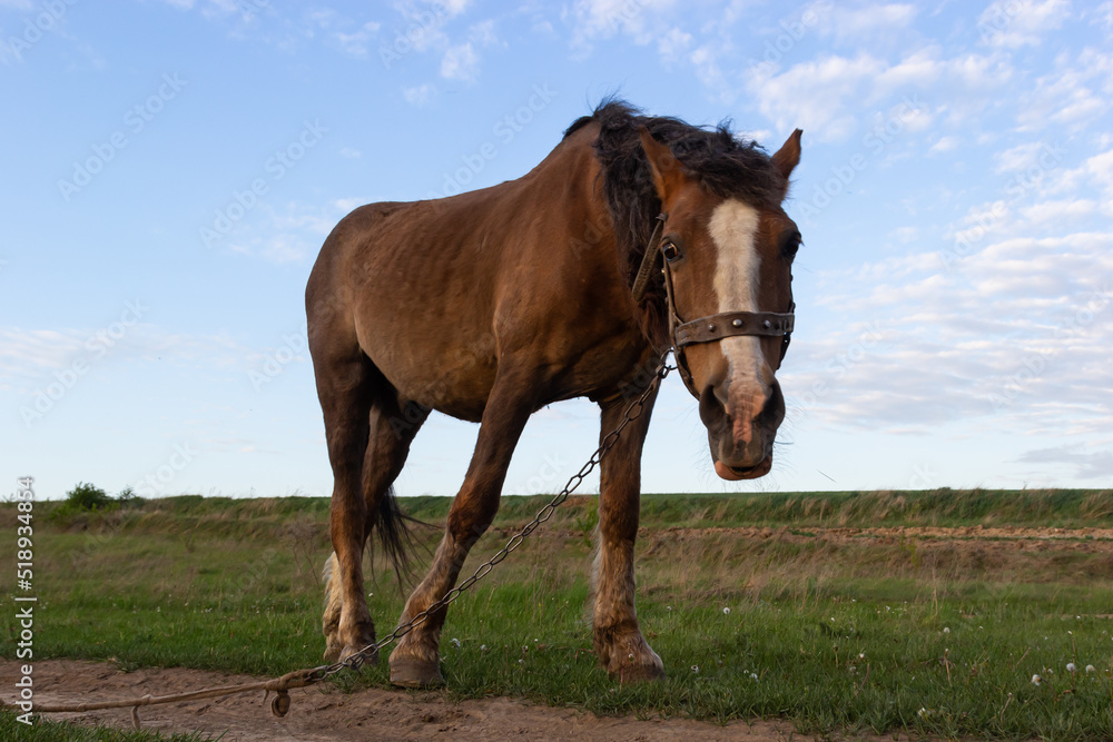 Closeup Side view of Beautiful brown horse eating grass and hay in meadow and green field in summertime alone Closeup Side view of Beautiful brown horse eating grass and hay in meadow and green field in summertime alone