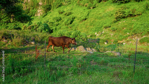 長崎県平戸市の生月島で放牧されている牛 © 4ChaN