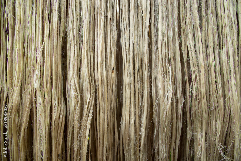 Closeup shot of raw jute fiber hanging under the sunlight for drying. Brown jute fiber texture and background Closeup shot of raw jute fiber hanging under the sunlight for drying. Brown jute fiber texture and background