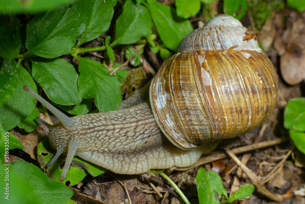 Helix pomatia also Roman snail, Burgundy snail, edible snail or escargot, is a species of large, edible, air-breathing land snail, a terrestrial pulmonate gastropod mollusk in the family Helicidae Helix pomatia also Roman snail, Burgundy snail, edible snail or escargot, is a species of large, edible, air-breathing land snail, a terrestrial pulmonate gastropod mollusk in the family Helicidae