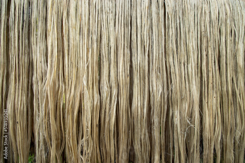 Closeup shot of raw jute fiber hanging under the sunlight for drying. Brown jute fiber texture and background