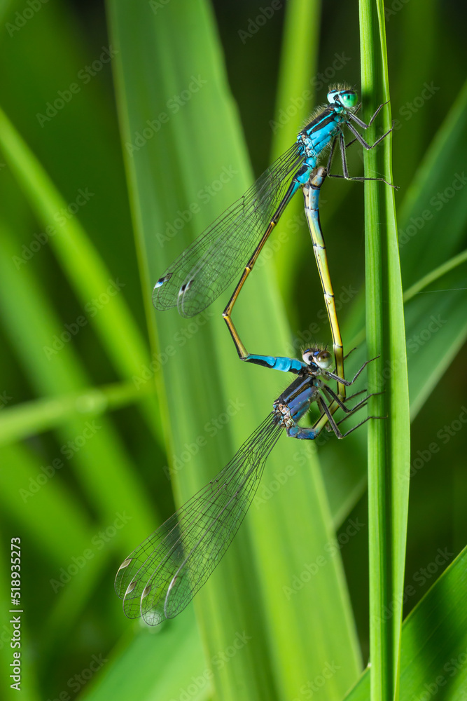Two dragonflies Zygoptera mate, Odonata is an order of carnivorous insects, encompassing the dragonflies, Anisoptera, and the damselflies, Zygoptera Two dragonflies Zygoptera mate, Odonata is an order of carnivorous insects, encompassing the dragonflies, Anisoptera, and the damselflies, Zygoptera