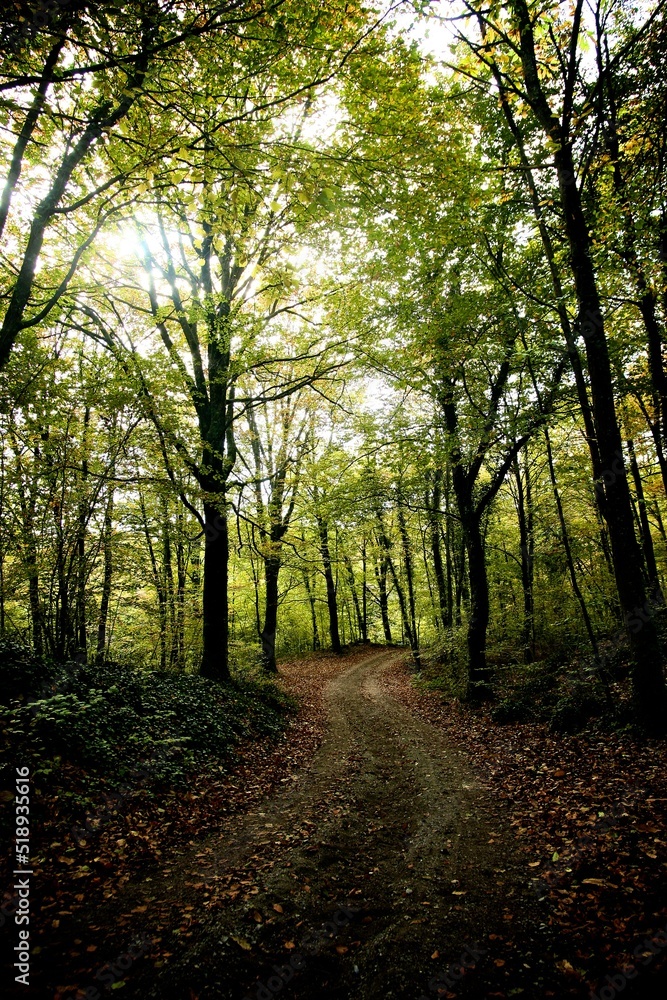 Fototapeta premium Autumn forest road