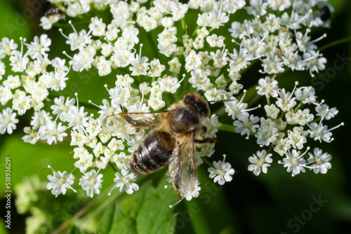 Closeup of a bee collecting nectar from the white blossoms of bishopsweed, Aegopodium podagraria photo