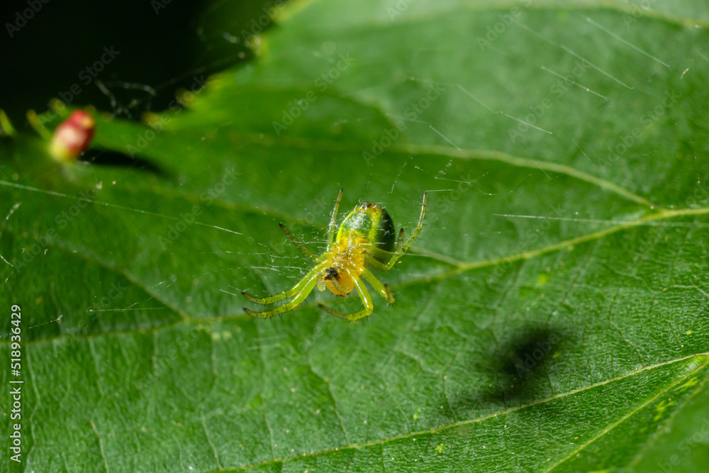Tiny green spider Araniella cucurbitina, aka