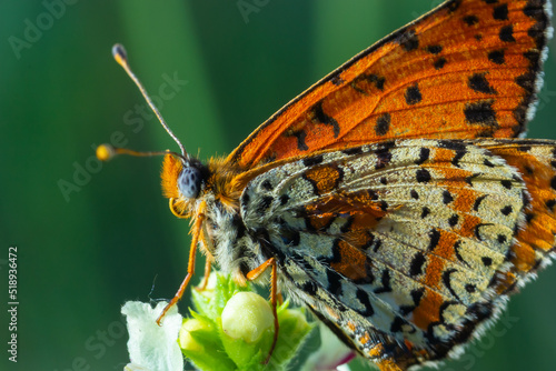 Glanville Fritillary, Melitaea cinxia, butterfly and spring wildflowers photo