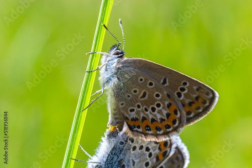Plebejus argus or small snout butterfly, is a species of butterfly of the Lycaenidae family photo