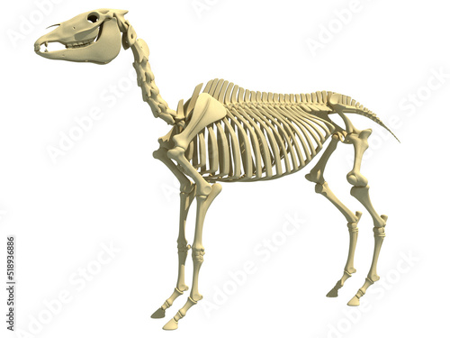 Horse Skeleton anatomy 3D rendering