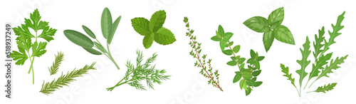 Spicy medicinal herbs set with thyme  mint  oregano  sage and other plants  vector illustration isolated on white banner background