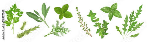 Spicy medicinal herbs set with thyme, mint, oregano, sage and other plants, vector illustration isolated on white banner background