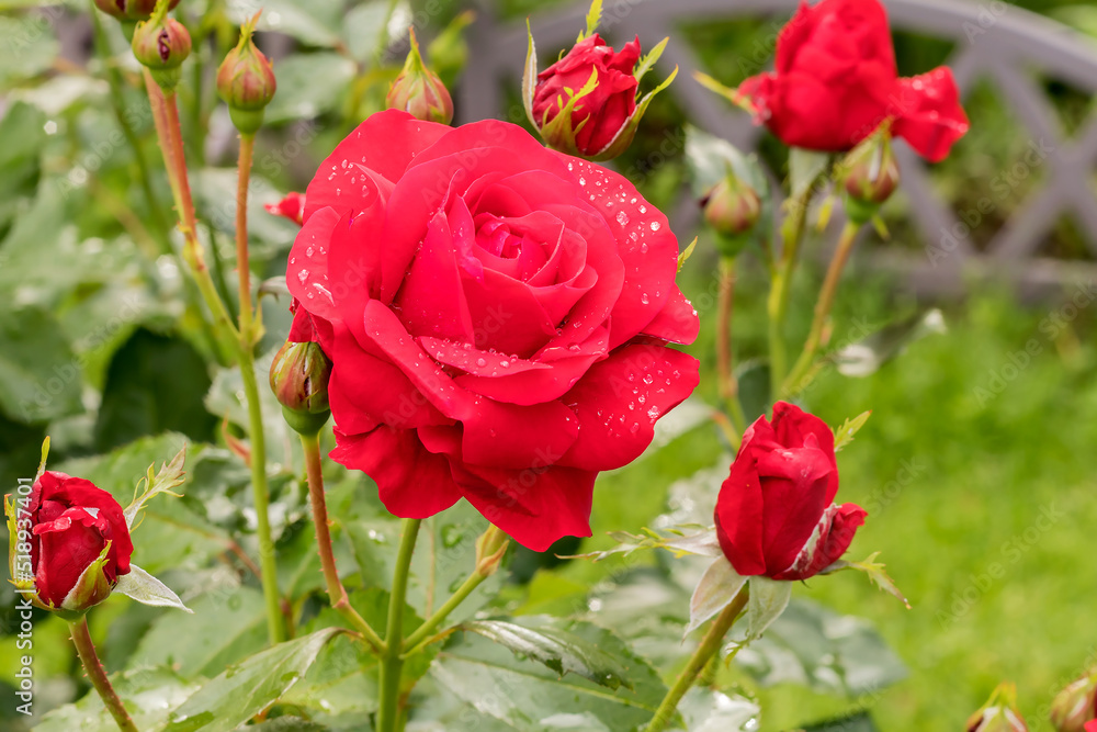 A bush of perennial tall floribunda rose A bush of perennial tall floribunda rose