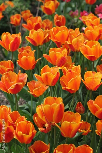 red and yellow tulips