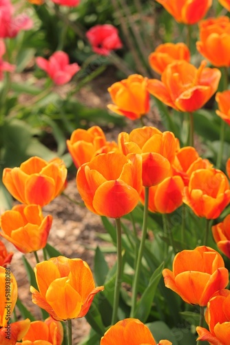 Bright red and orange tulips growing in the spring garden.