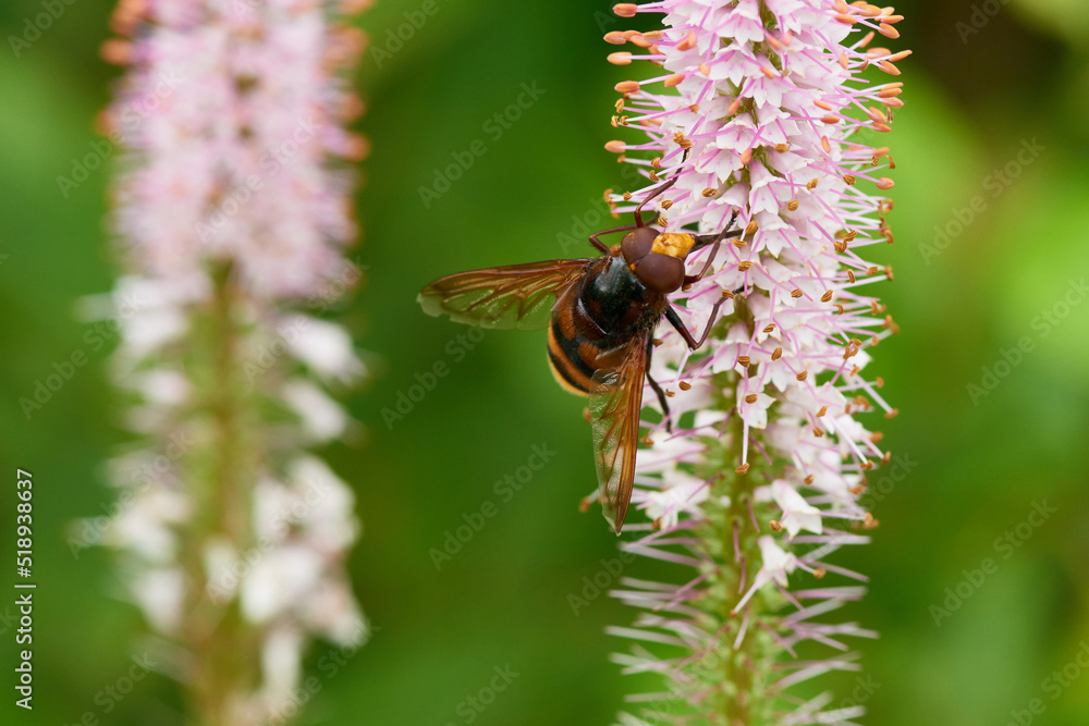 Hornissenschwebfliege (Volucella zonaria) Hornissenschwebfliege (Volucella zonaria)