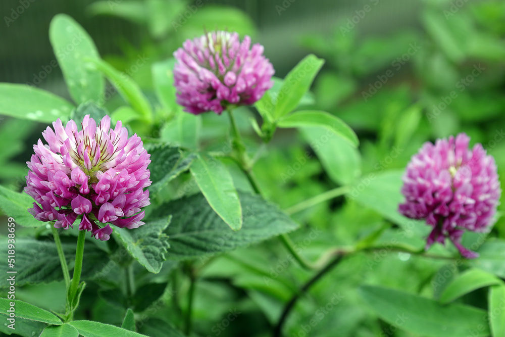 bright flowers of clover (lat. Trifolium) on a sunny day bright flowers of clover (lat. Trifolium) on a sunny day