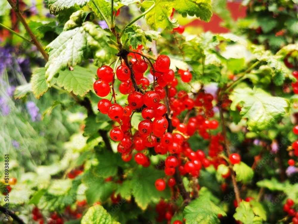 Fresh juicy organic Currants. Healthy red fruits in the garden Fresh juicy organic Currants. Healthy red fruits in the garden