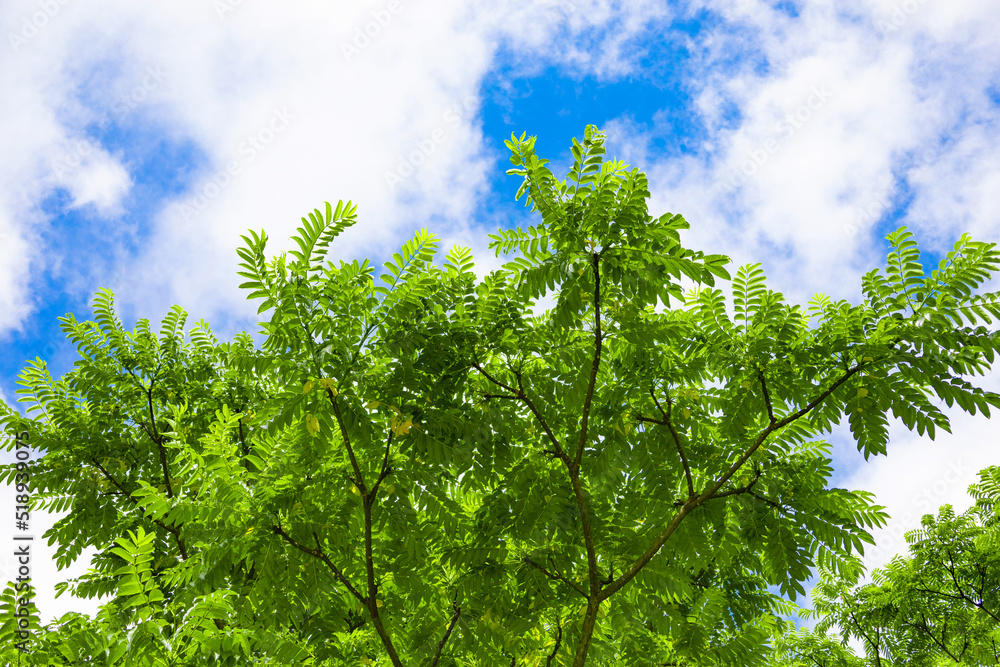 ゴルフ場の樫の木(カシの木)の木漏れ日と青空(千葉県富津市) Stock Photo | Adobe Stock