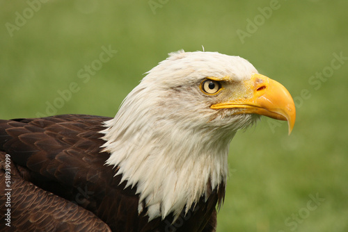 A portrait of a Bald Eagle against a green background 