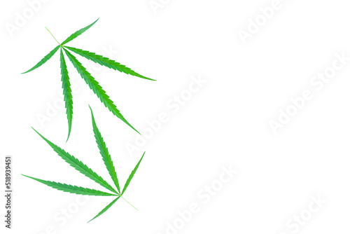 Green Cannabis leaves isolated on white background  Medical marijuana.