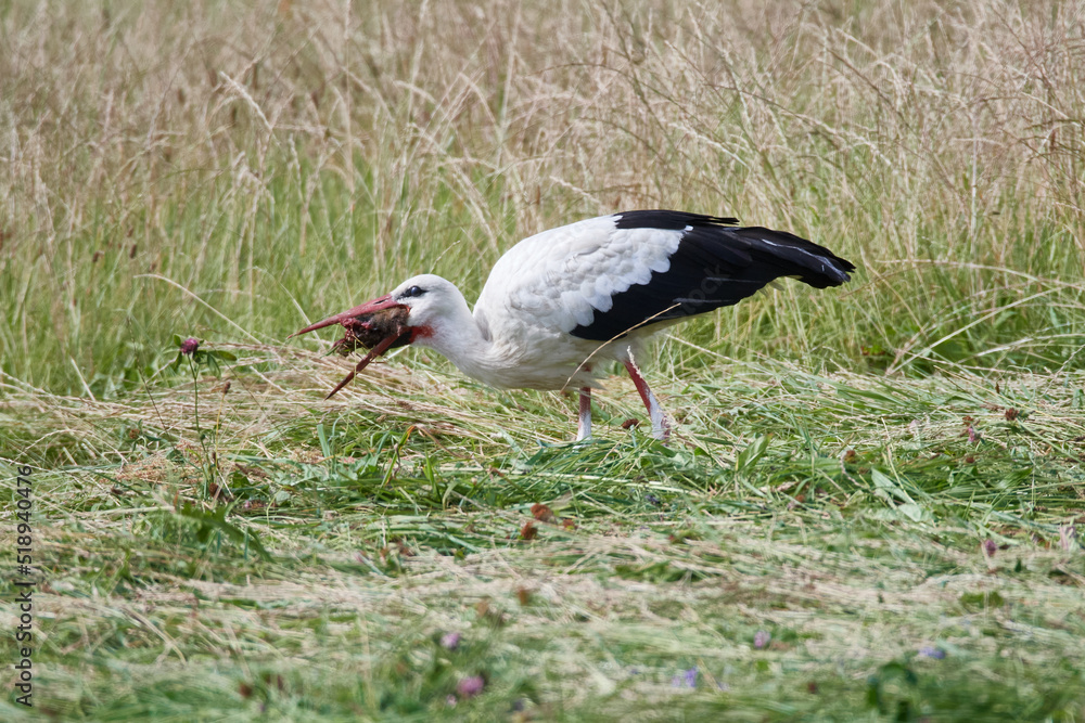 Fototapeta premium Weißstorch bei der Futtersuche 