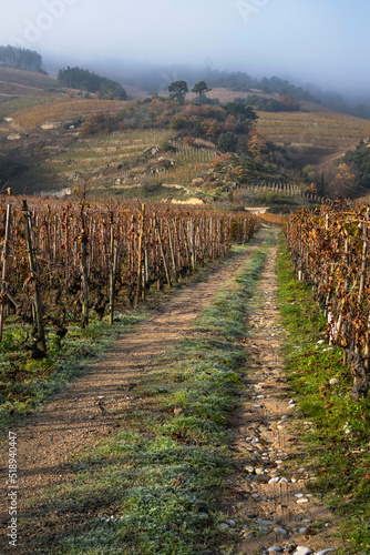 Dirt road leading to the wine terraces with foggy hill on the background
