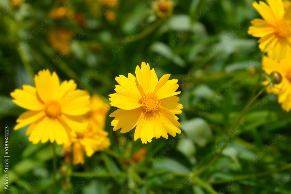 Tickseed Schnittgold