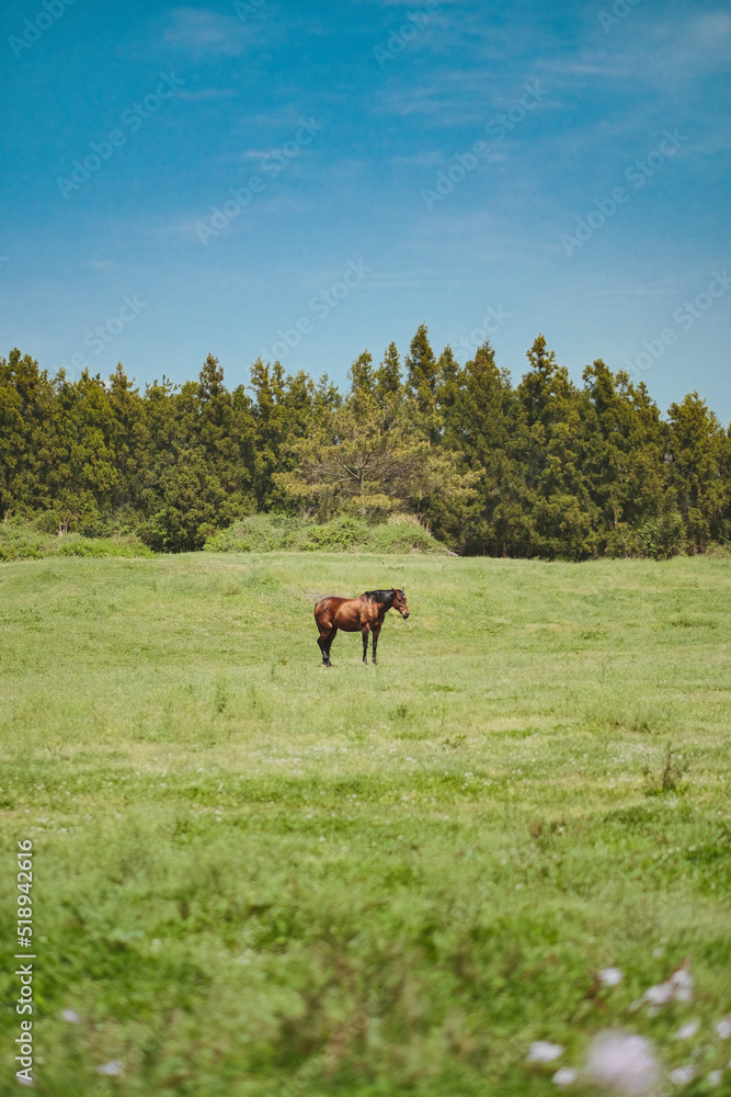 Grasslands and horses in Jeju Island