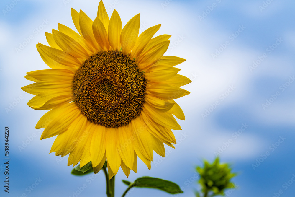 Sonnenblume mit weißen Wolken auf blauem Himmel im Hintergrund Sonnenblume mit weißen Wolken auf blauem Himmel im Hintergrund