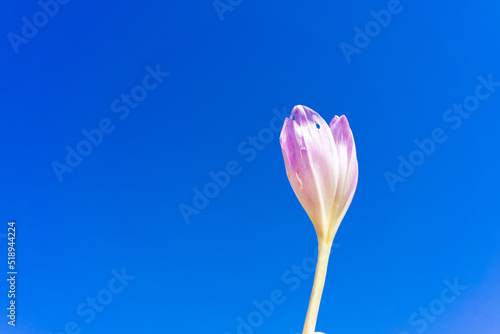 A beautiful crocus flower bud on a blue background. Place for writing