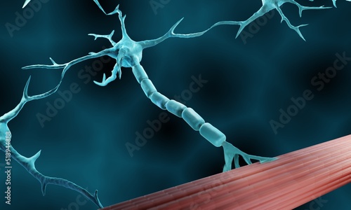 Motor neuron connected to muscle photo