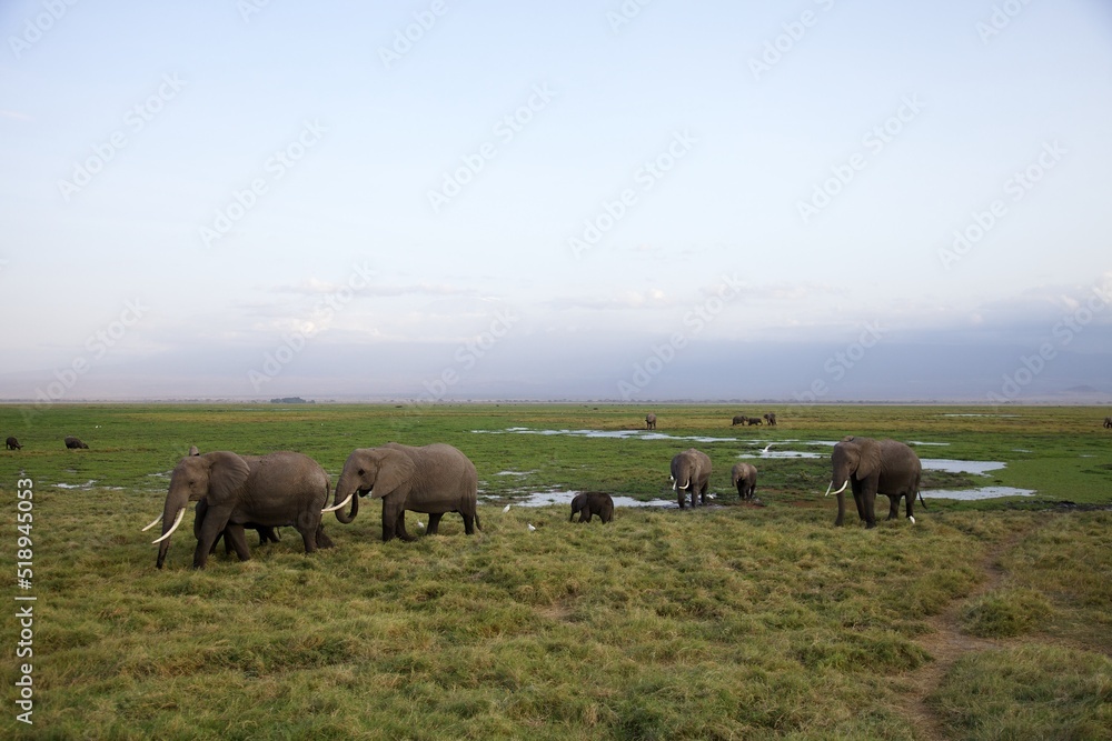 African elephant family, Loxodonta africana African elephant family, Loxodonta africana