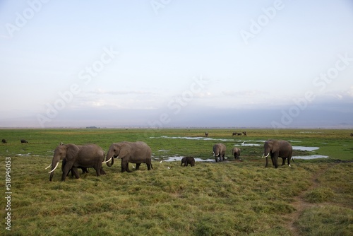African elephant family, Loxodonta africana