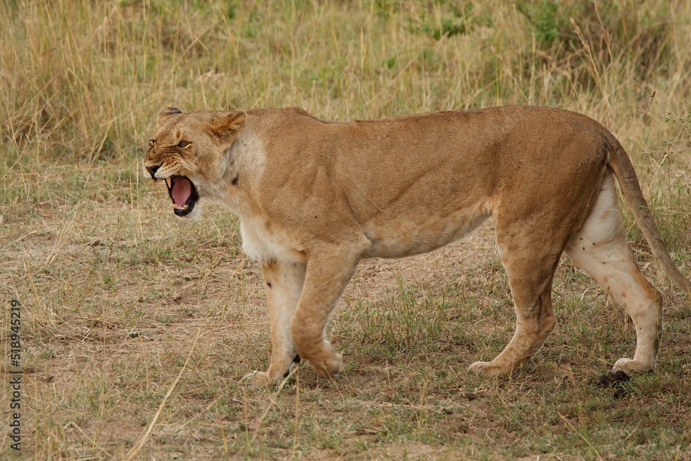 Obraz premium lioness roaring