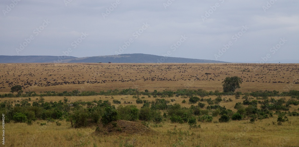 Panorama view of migration in Masai Mara Panorama view of migration in Masai Mara